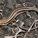 Common Five-lined Skink - Photo (c) johnwilliams, some rights reserved (CC BY-NC)