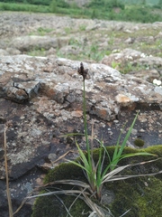 Carex bigelowii arctisibirica