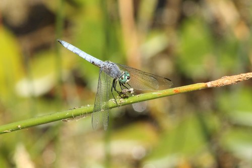 iNaturalist observation photo of Western Pondhawk