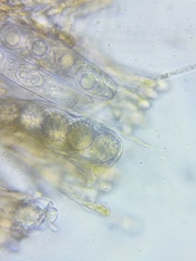 Ramsbottomia crechqueraultii