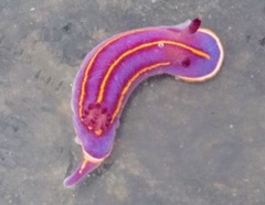 Felimida macfarlandi