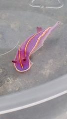 Felimida macfarlandi