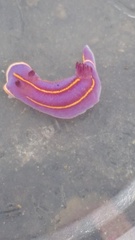 Felimida macfarlandi