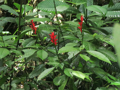 Stenostephanus