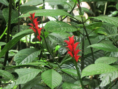 Stenostephanus