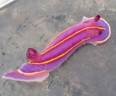 Felimida macfarlandi