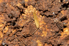 Nicoletiidae