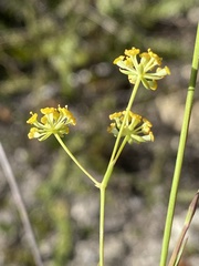 Bupleurum mundii