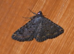 Toxonprucha pardalis