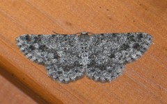 Stenoporpia margueritae