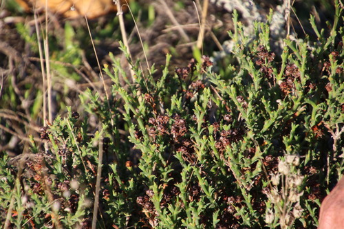 Image of Ruschia tenella by (c) Tony Rebelo, some rights reserved (CC BY-SA)
