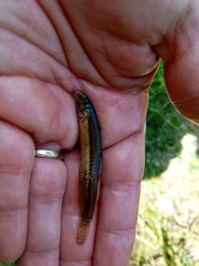 Angitis Spined Loach photo 3