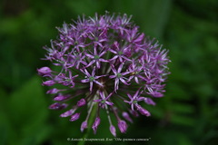 Allium rosenorum