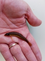 Angitis Spined Loach photo 2