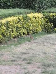 Turdus rufopalliatus