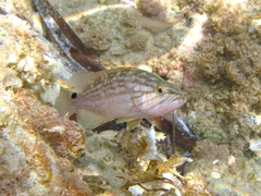 Mycteroperca rubra