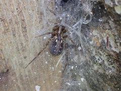 Tegenaria ferruginea