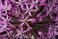 Allium rosenorum