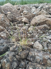 Trisetum agrostideum