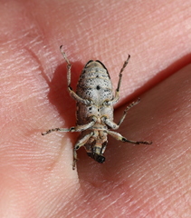 Asproparthenis punctiventris
