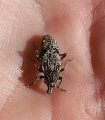 Asproparthenis punctiventris