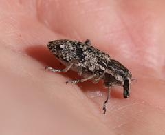 Asproparthenis punctiventris