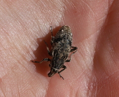 Asproparthenis punctiventris