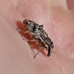 Asproparthenis punctiventris