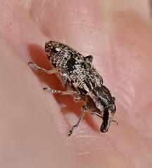 Asproparthenis punctiventris