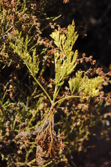 Glia prolifera