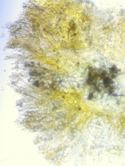 Ramsbottomia crechqueraultii