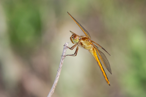 Needham's Skimmer