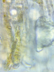 Ramsbottomia crechqueraultii