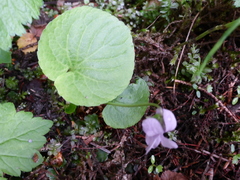 Viola epipsiloides