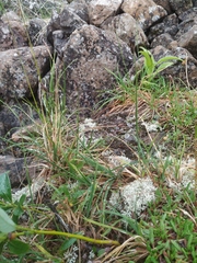 Carex bigelowii arctisibirica