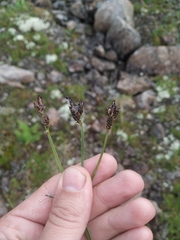 Carex bigelowii arctisibirica