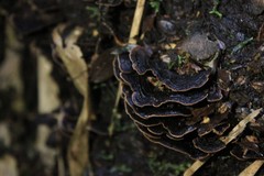 Hymenochaete microcycla