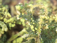 Coccomyxa