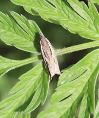 Ancylis apicella