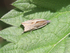 Ancylis apicella