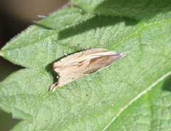 Ancylis apicella