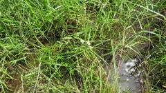 Cyperus albescens
