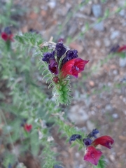 Echium creticum