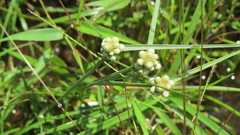Cyperus albescens