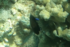 Centropyge multispinis