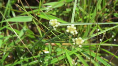 Cyperus albescens