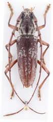 Elaphidion irroratum