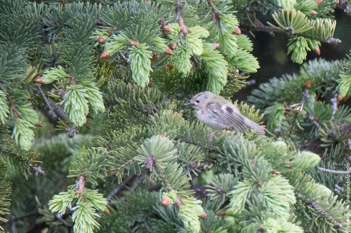 Zlatoglavi kraljić (Regulus regulus)