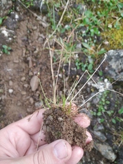 Juncus biglumis