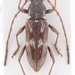 Anelaphus fasciatus - Photo (c) prioninae_eu, algunos derechos reservados (CC BY-NC)